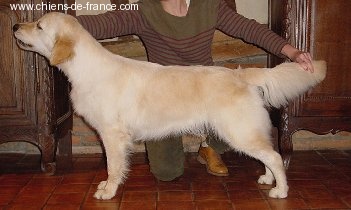 Tap tapioca of Glen Sheallag