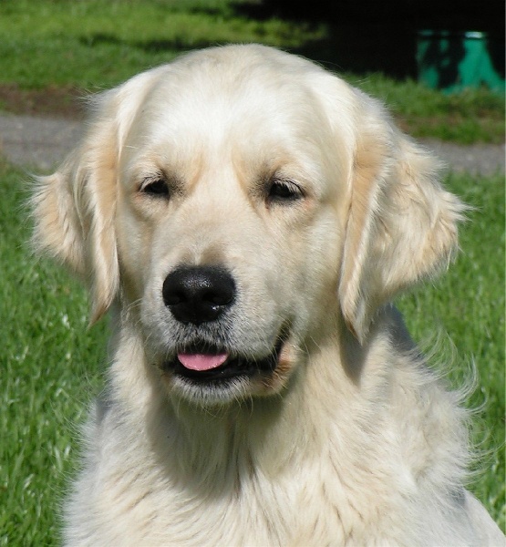 Tell me where of Glen Sheallag