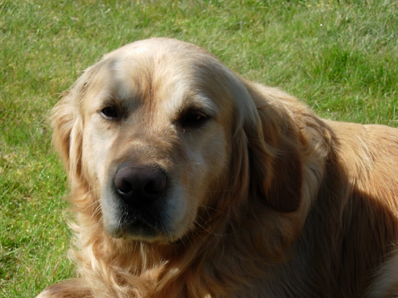 Petros dit pedro of Glen Sheallag