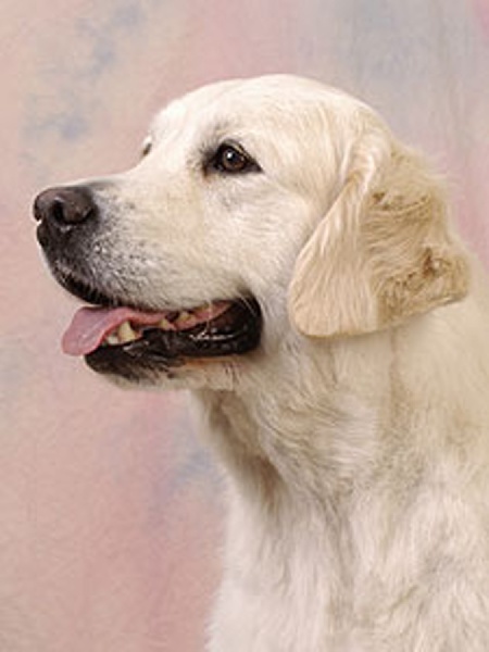 CH. Pablo of Glen Sheallag