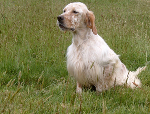 Arlem of Glen Sheallag