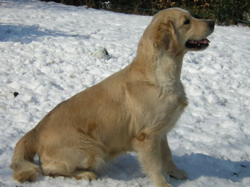 CH. Unique of Glen Sheallag