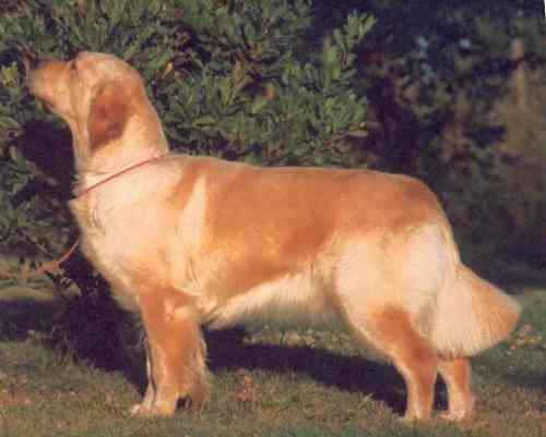 Lavinia of Glen Sheallag
