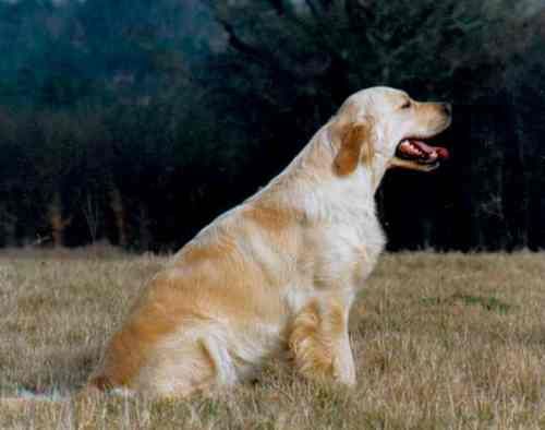 Leslie of Glen Sheallag