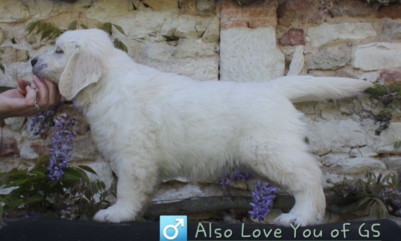 of Glen Sheallag - Chiots disponibles - Golden Retriever