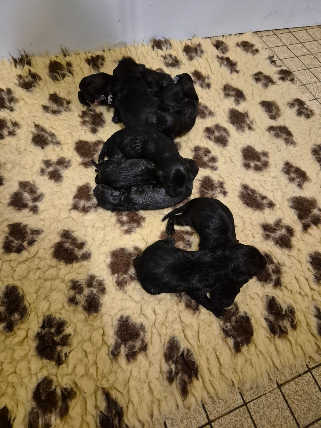 Chiot Labrador Retriever of Glen Sheallag