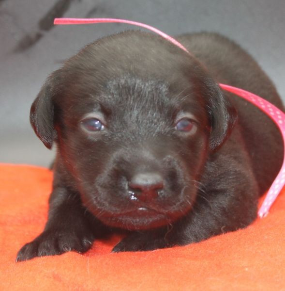 of Glen Sheallag - Chiots disponibles - Labrador Retriever