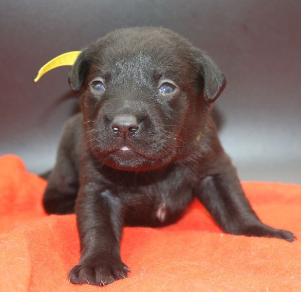 of Glen Sheallag - Chiots disponibles - Labrador Retriever