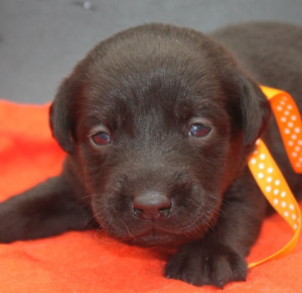 of Glen Sheallag - Chiots disponibles - Labrador Retriever