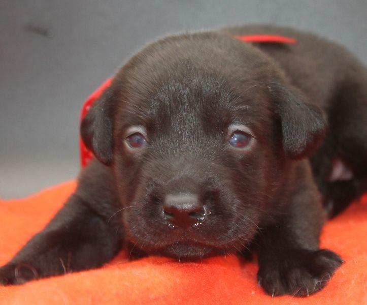 of Glen Sheallag - Chiots disponibles - Labrador Retriever