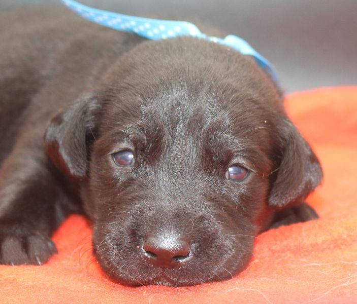 of Glen Sheallag - Chiots disponibles - Labrador Retriever