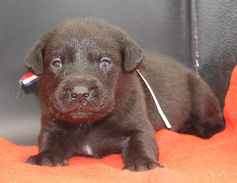 of Glen Sheallag - Chiots disponibles - Labrador Retriever
