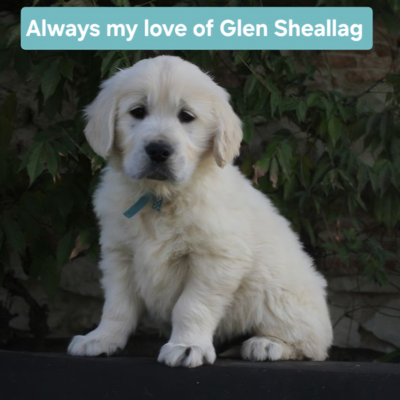 of Glen Sheallag - Chiots disponibles - Golden Retriever