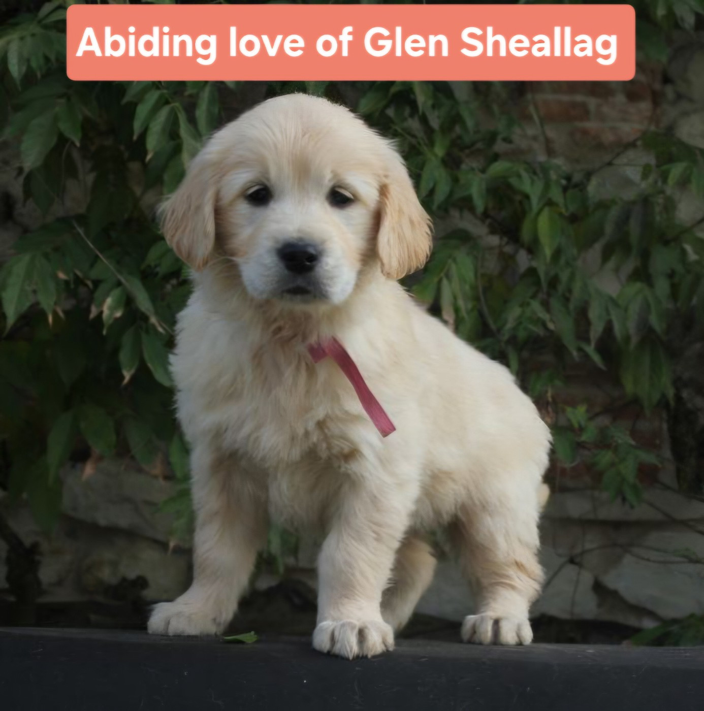 of Glen Sheallag - Golden Retriever - Portée née le 09/10/2025
