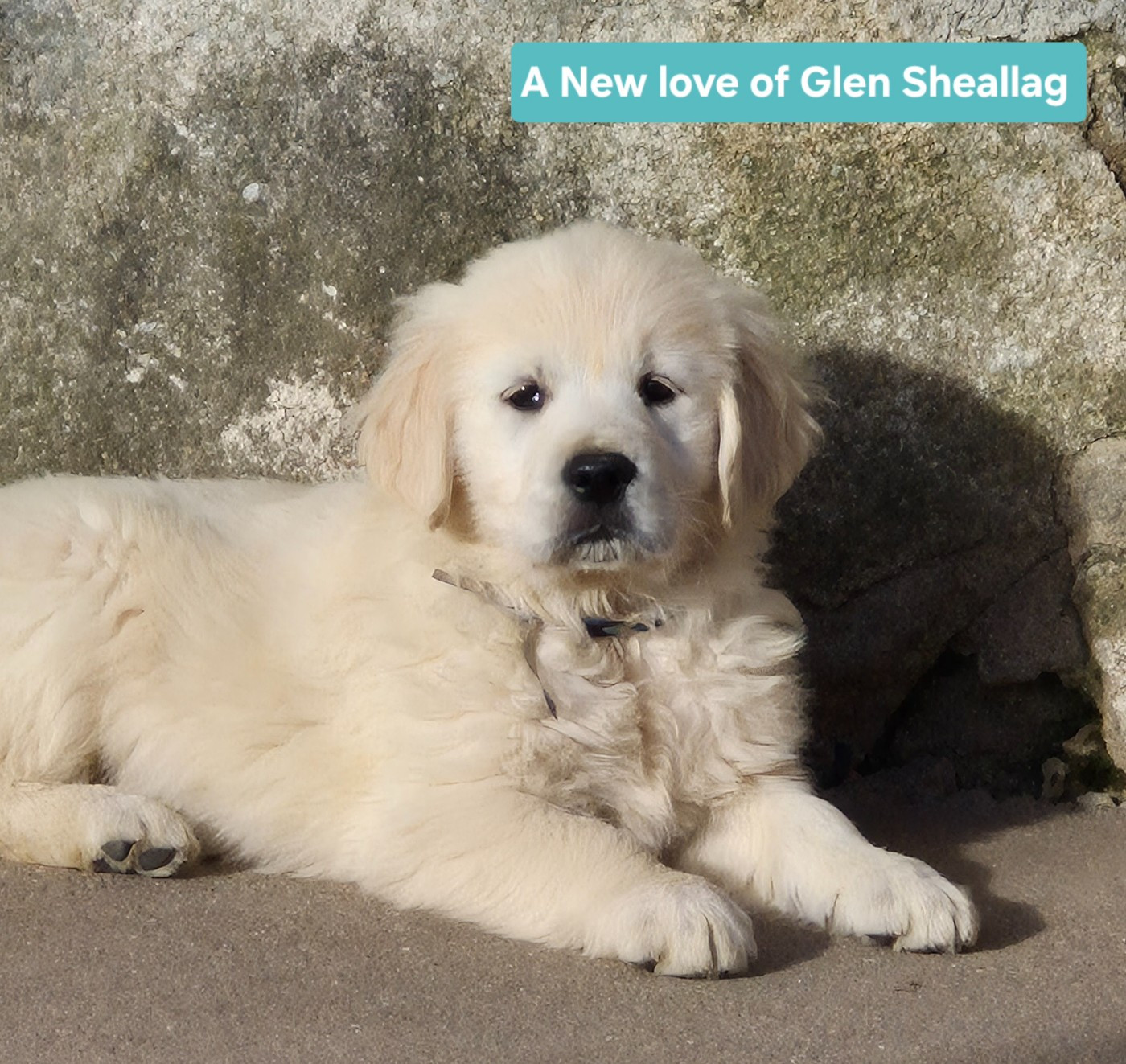 of Glen Sheallag - Golden Retriever - Portée née le 09/10/2025