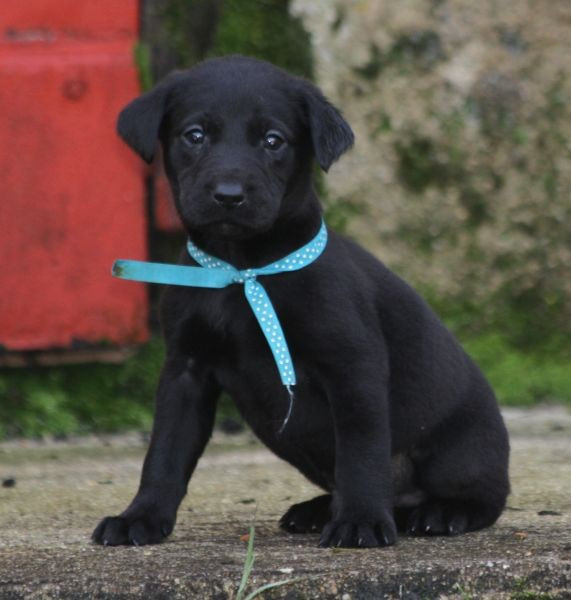 of Glen Sheallag - Chiots disponibles - Labrador Retriever