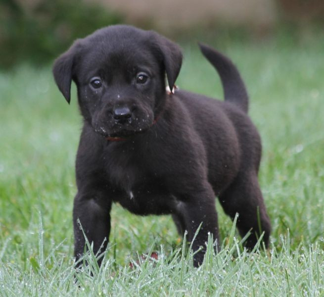 of Glen Sheallag - Chiots disponibles - Labrador Retriever