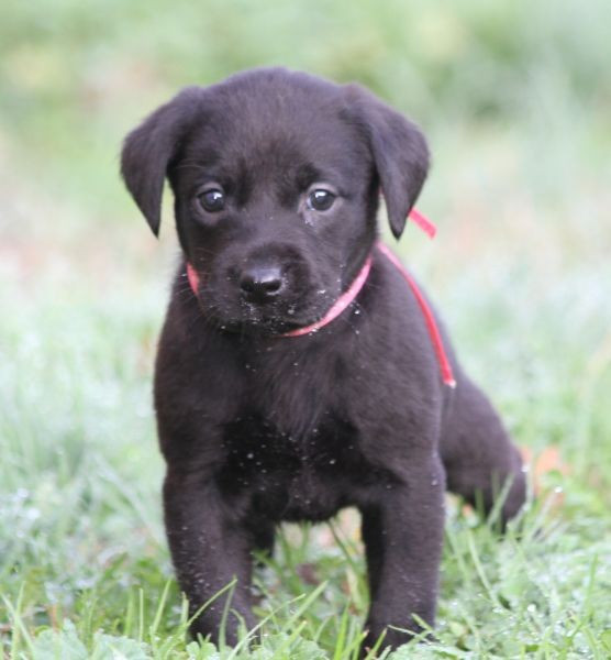 of Glen Sheallag - Chiots disponibles - Labrador Retriever