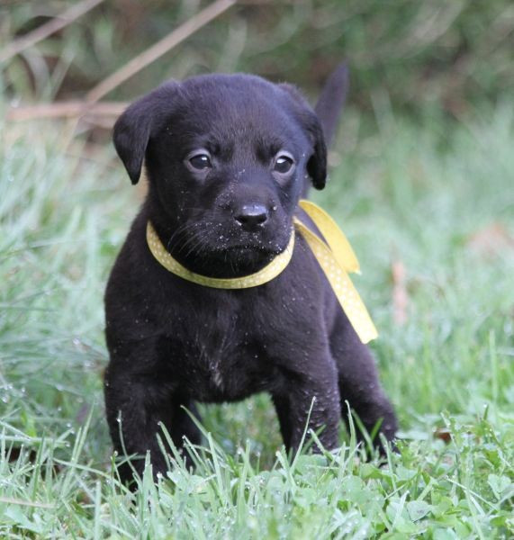of Glen Sheallag - Chiots disponibles - Labrador Retriever
