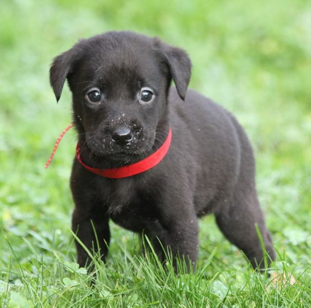 of Glen Sheallag - Chiots disponibles - Labrador Retriever