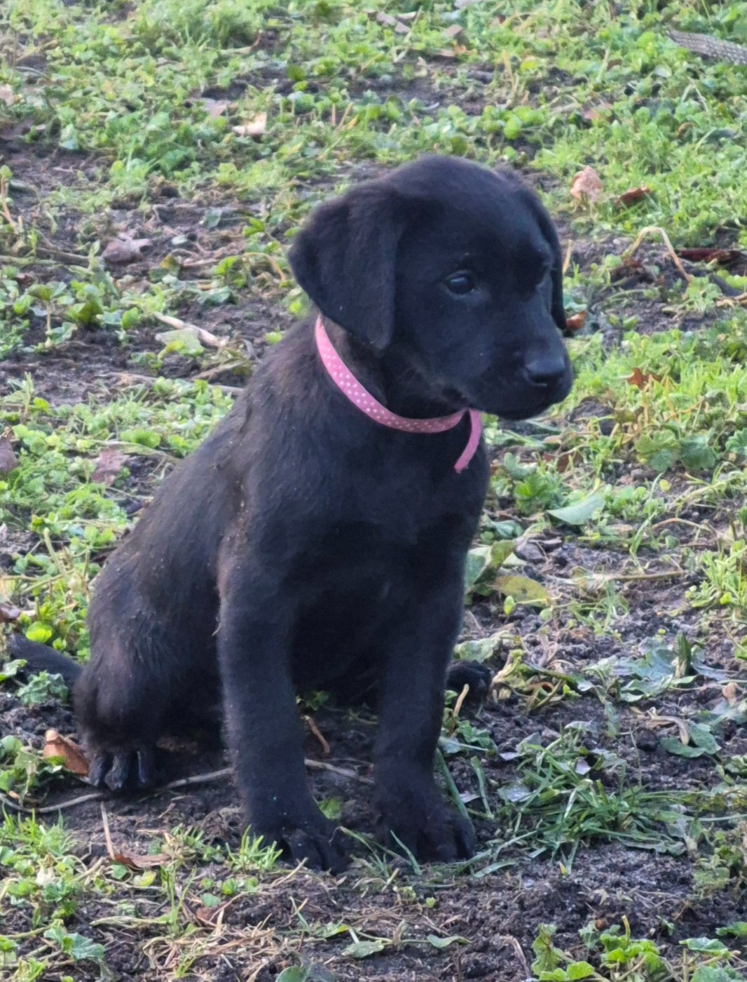 of Glen Sheallag - Chiots disponibles - Labrador Retriever
