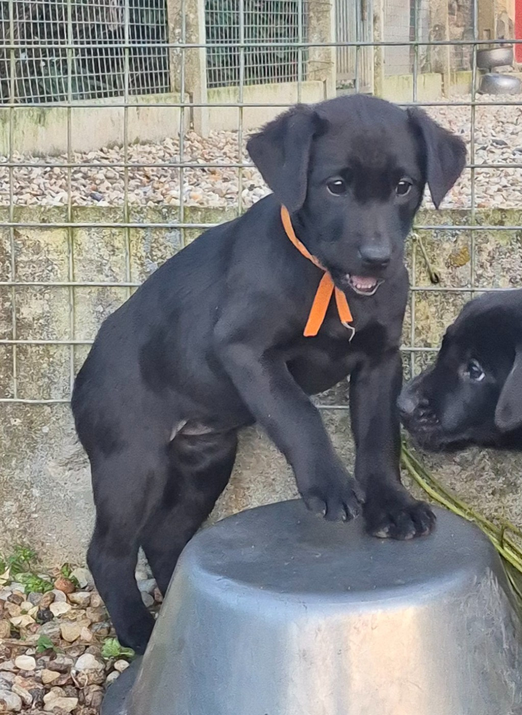 of Glen Sheallag - Chiots disponibles - Labrador Retriever