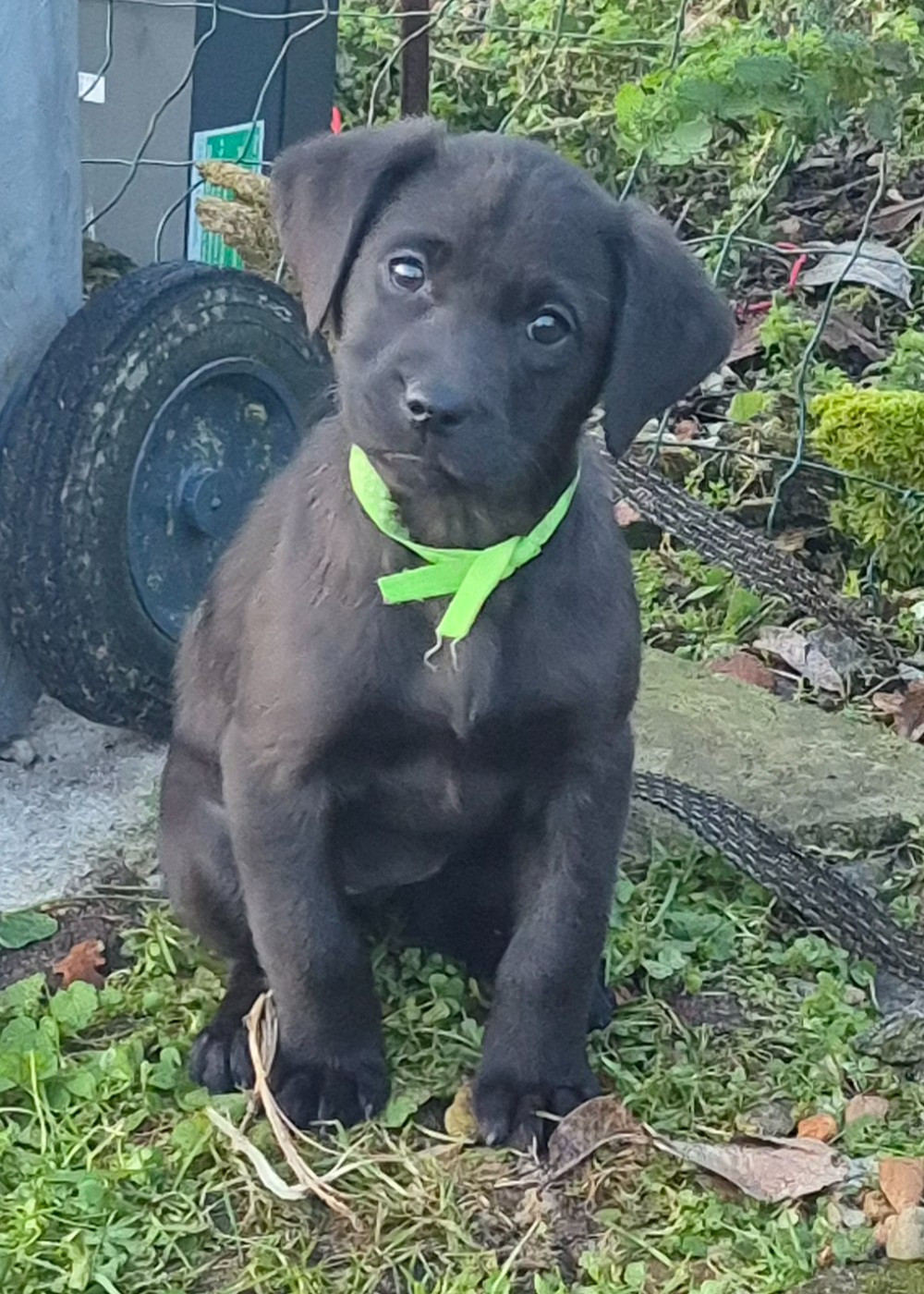 of Glen Sheallag - Chiots disponibles - Labrador Retriever