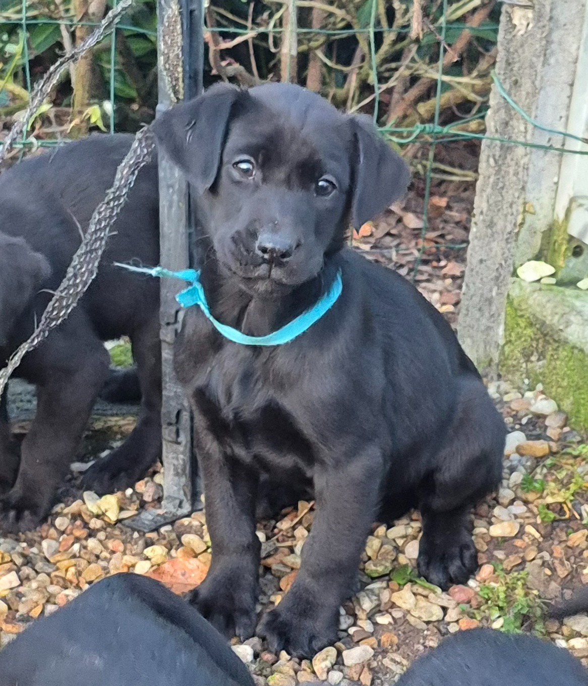 of Glen Sheallag - Chiots disponibles - Labrador Retriever
