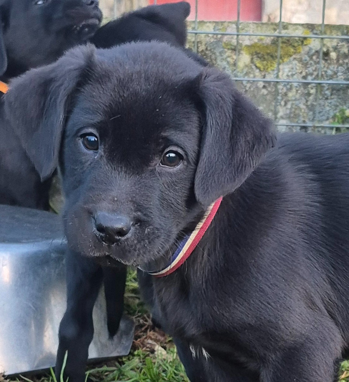 of Glen Sheallag - Chiots disponibles - Labrador Retriever
