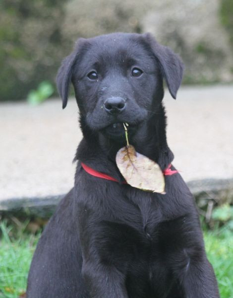 of Glen Sheallag - Chiots disponibles - Labrador Retriever