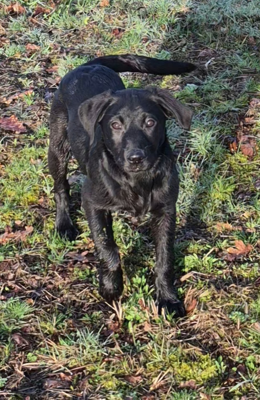 of Glen Sheallag - Chiots disponibles - Labrador Retriever