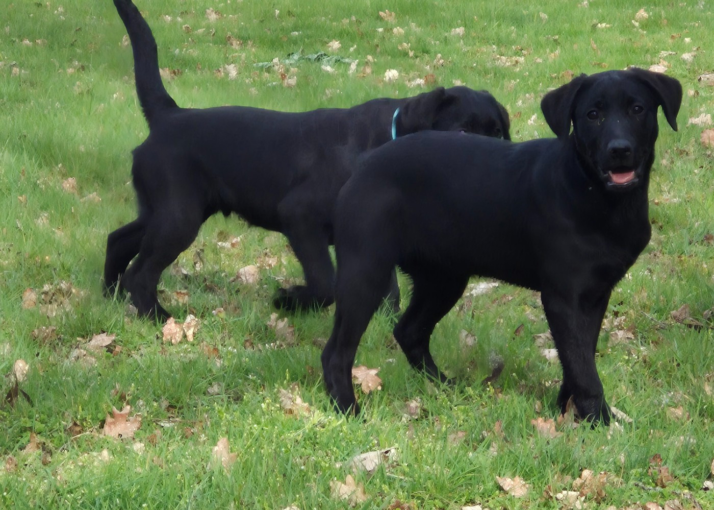 of Glen Sheallag - Chiots disponibles - Labrador Retriever