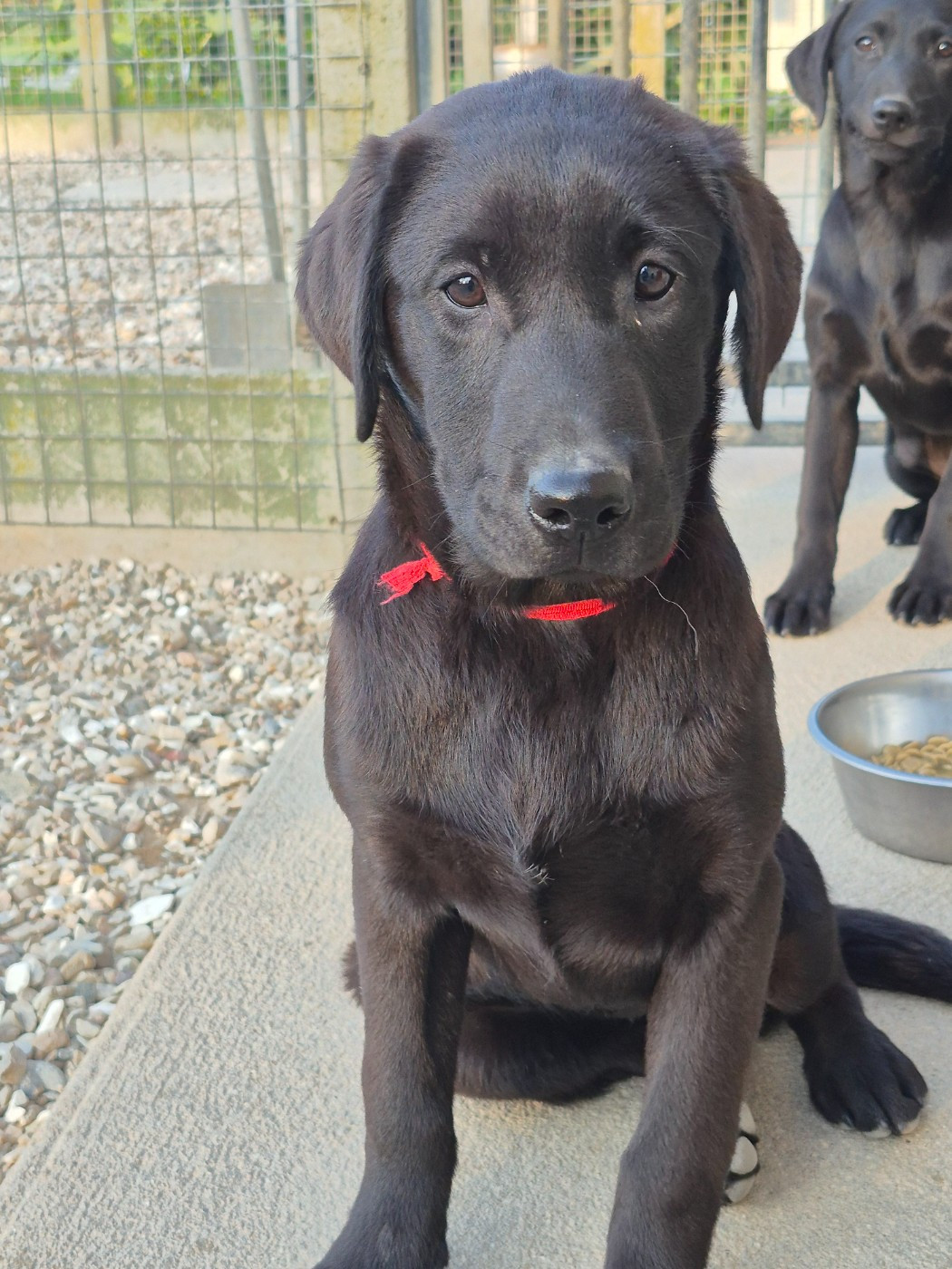 of Glen Sheallag - Chiots disponibles - Labrador Retriever