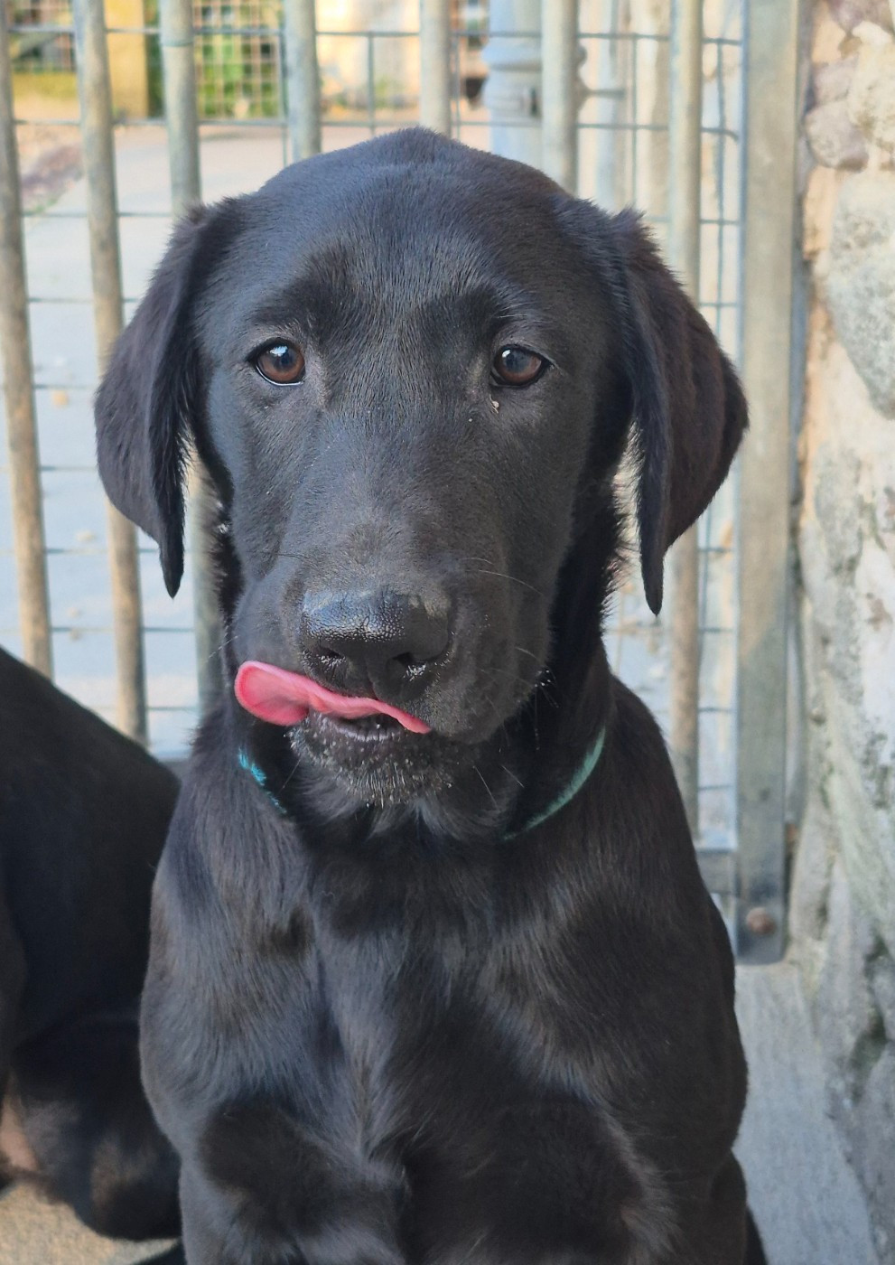 of Glen Sheallag - Chiots disponibles - Labrador Retriever