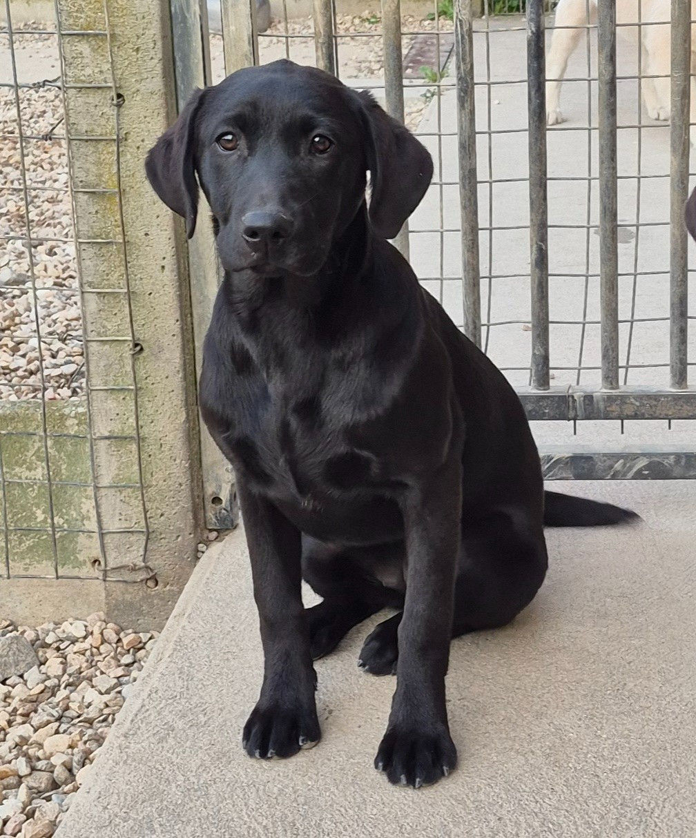of Glen Sheallag - Chiots disponibles - Labrador Retriever