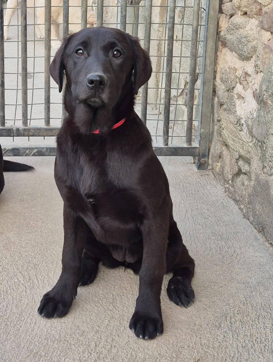of Glen Sheallag - Chiots disponibles - Labrador Retriever