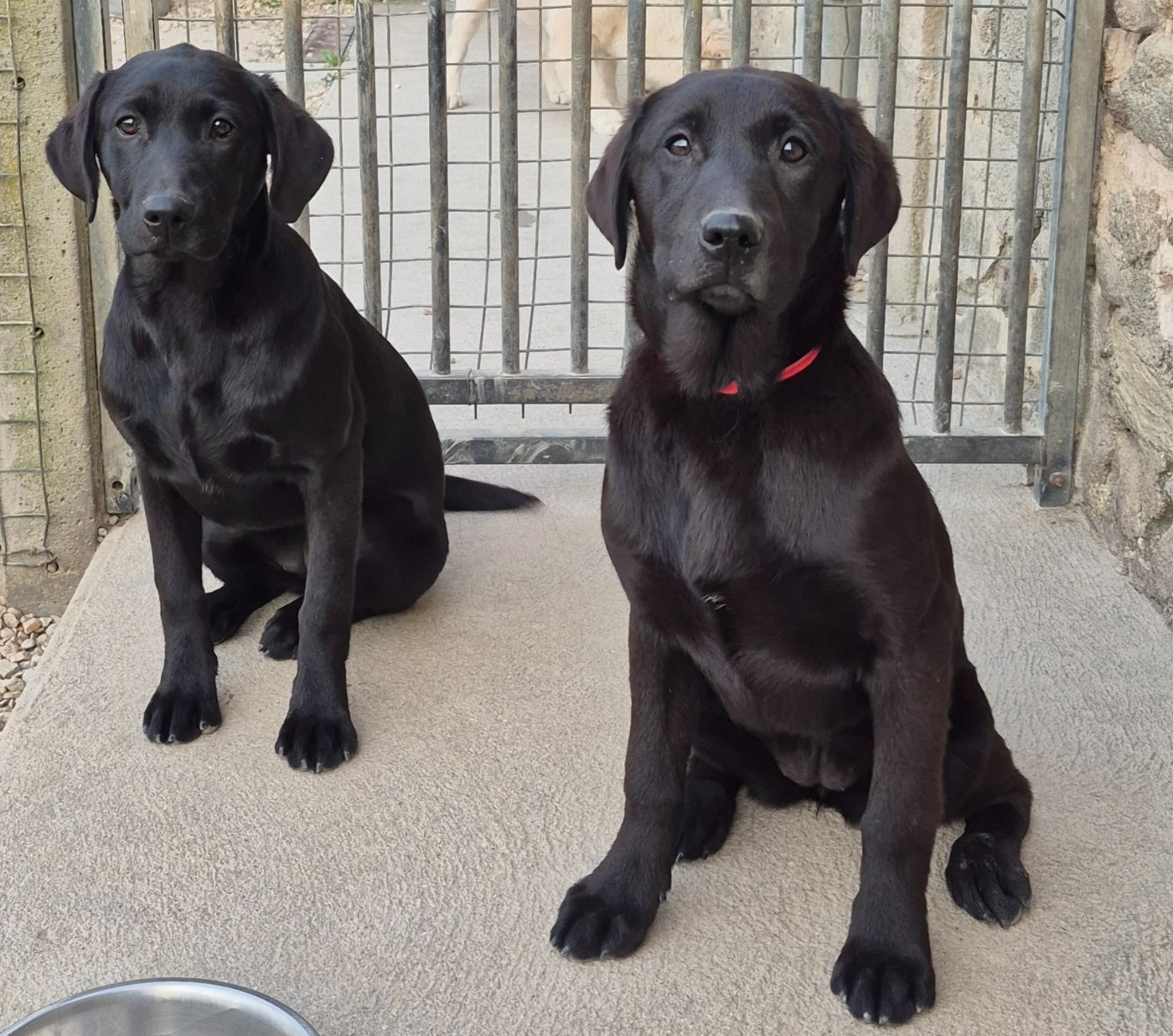 Chiot Labrador Retriever of Glen Sheallag