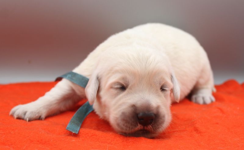 of Glen Sheallag - Chiots disponibles - Golden Retriever