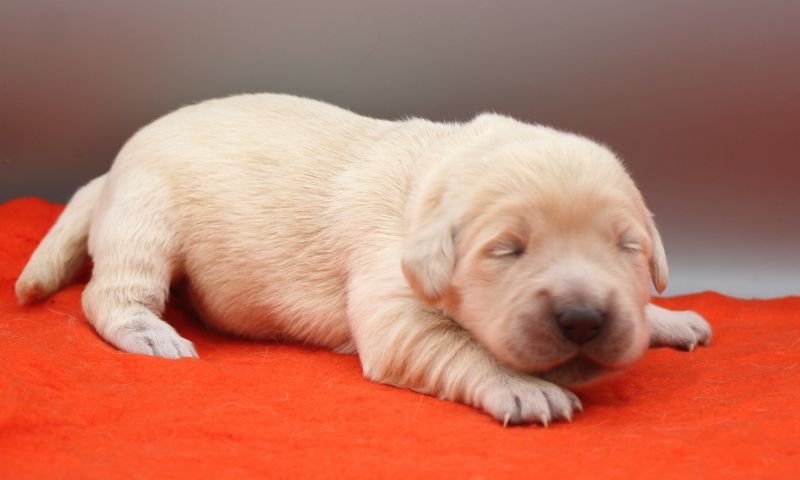 of Glen Sheallag - Chiots disponibles - Golden Retriever