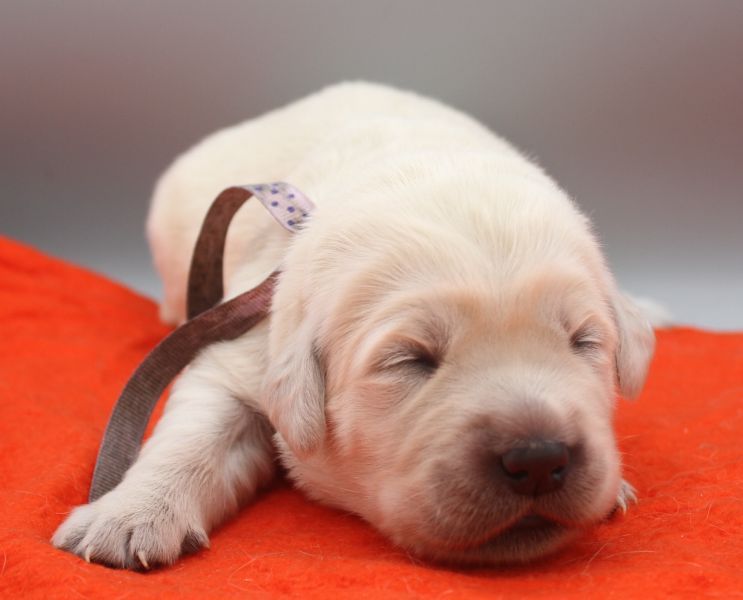 of Glen Sheallag - Chiots disponibles - Golden Retriever